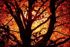 autumn_fire