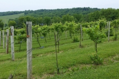 grapes