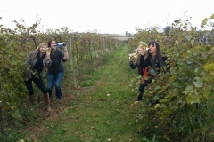 massbach-vines