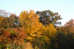 trees-01