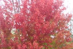 trees-02