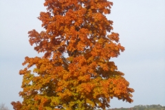 trees-03