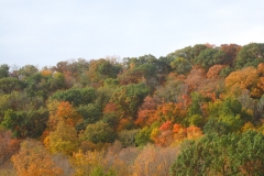 trees-05