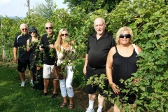 wine-vines